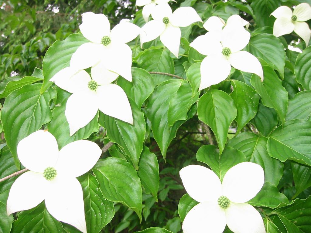 Anise Garden Hotel Hakuba Luaran gambar