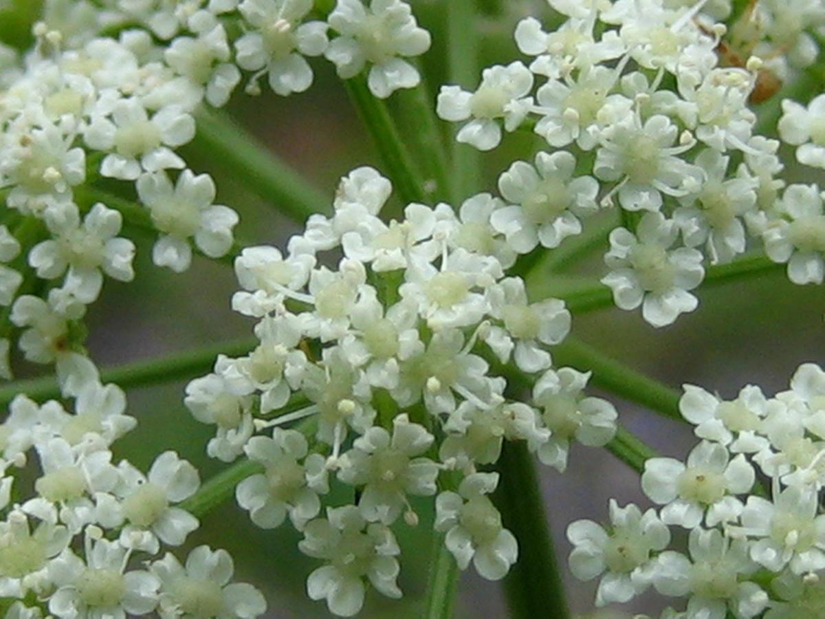 Anise Garden Hotel Hakuba Luaran gambar